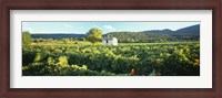 Framed Vineyard Provence France