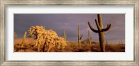 Framed Low angle view of Saguaro cacti on a landscape, Organ Pipe Cactus National Monument, Arizona, USA