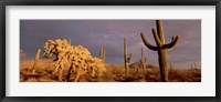 Framed Low angle view of Saguaro cacti on a landscape, Organ Pipe Cactus National Monument, Arizona, USA