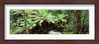 Framed Rainforest, Mt. Field National Park, Tasmania, Australia