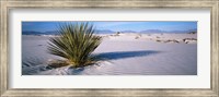 Framed Plant in the White Sands National Monument, New Mexico
