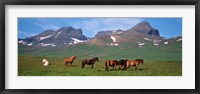 Framed Horses in Borgarfjordur, Iceland