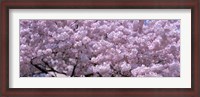 Framed USA, Washington DC, Close-up of cherry blossoms