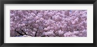 Framed USA, Washington DC, Close-up of cherry blossoms