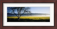 Framed Fog over crops in a field, Napa Valley, California, USA