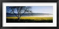 Framed Fog over crops in a field, Napa Valley, California, USA