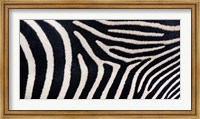 Framed Close-up of Greveys zebra stripes