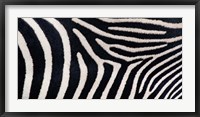 Framed Close-up of Greveys zebra stripes