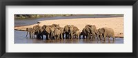 Framed Herd of African elephants at a river