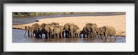 Framed Herd of African elephants at a river