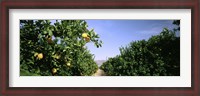Framed Crop Of Lemon Orchard, California, USA