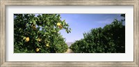 Framed Crop Of Lemon Orchard, California, USA