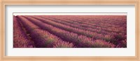 Framed Close-up of Lavender fields, Plateau de Valensole, France