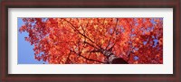 Framed Low Angle View Of A Maple Tree, Acadia National Park, Mount Desert Island, Maine, USA