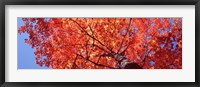 Framed Low Angle View Of A Maple Tree, Acadia National Park, Mount Desert Island, Maine, USA