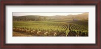 Framed Panoramic view of vineyards, Carneros District, Napa Valley, California, USA