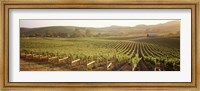 Framed Panoramic view of vineyards, Carneros District, Napa Valley, California, USA