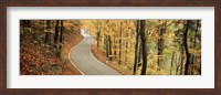 Framed Autumn trees along a road, Germany