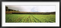Framed Hay bales in a farm land, Germany