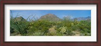 Framed Ocotillo Plants In A Park, Big Bend National Park, Texas, USA