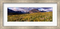 Framed Flowers in a field, Glacier National Park, Montana, USA