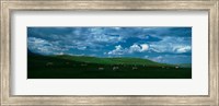 Framed Charolais cattle grazing in a field, Rocky Mountains, Montana, USA