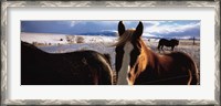 Framed Horses in a field, Montana, USA
