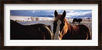 Framed Horses in a field, Montana, USA