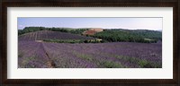 Framed Lavenders Growing In A Field, Provence, France