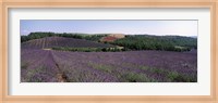 Framed Lavenders Growing In A Field, Provence, France