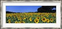 Framed Sunflowers In A Field, Provence, France