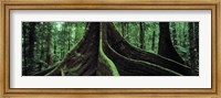 Framed Roots of a giant tree, Daintree National Park, Queensland, Australia