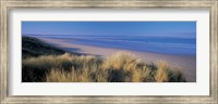 Framed Tall grass on the coastline, Saunton, North Devon, England