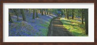 Framed Bluebell flowers along a dirt road in a forest, Gloucestershire, England