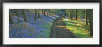 Framed Bluebell flowers along a dirt road in a forest, Gloucestershire, England