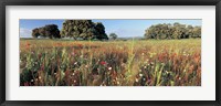 Framed Wild flowers in a field, Andalucia, Spain