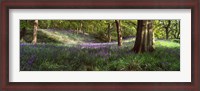 Framed Bluebells In A Forest, Newton Wood, Texas, USA
