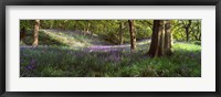 Framed Bluebells In A Forest, Newton Wood, Texas, USA