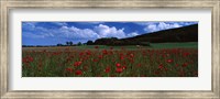 Framed Flowers On A Field, Staxton, North Yorkshire, England, United Kingdom