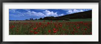 Framed Flowers On A Field, Staxton, North Yorkshire, England, United Kingdom