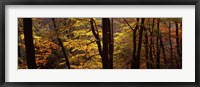 Framed Mid Section View Of Trees, Littlebeck, North Yorkshire, England, United Kingdom