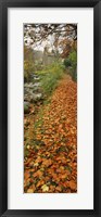 Framed Leaves On The Grass In Autumn, Sneaton, North Yorkshire, England, United Kingdom