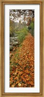 Framed Leaves On The Grass In Autumn, Sneaton, North Yorkshire, England, United Kingdom