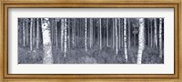 Framed Birch Trees In A Forest, Finland