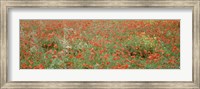 Framed Poppies growing in a field, Sicily, Italy