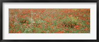 Framed Poppies growing in a field, Sicily, Italy