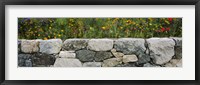 Framed Wildflowers growing near a stone wall, Fidalgo Island, Skagit County, Washington State, USA