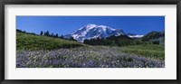 Framed Wildflowers On A Landscape, Mt Rainier National Park, Washington State, USA