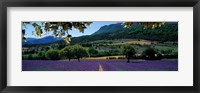Framed Mountain behind a lavender field, Provence, France