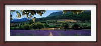 Framed Mountain behind a lavender field, Provence, France